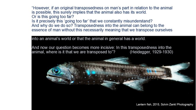 lantern fish